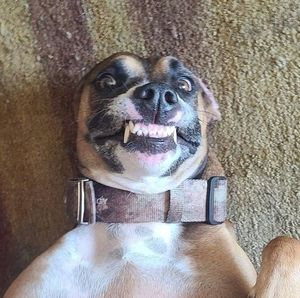 Meet your Posher, Russ